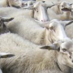 Sheep2