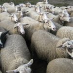 Sheep3