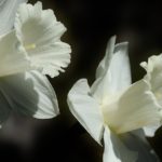 easter lilly